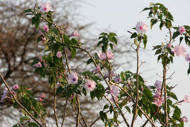 Tropische Blüten Im Okawango Delta