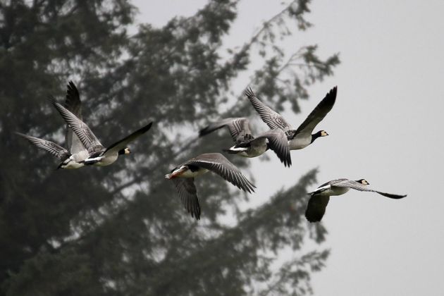 Weisswangengänse - Vogelbeobachtung in Vorpommern