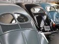 Volkswagen Käfer Oldtimer - Eine kleine Volkswagen Käfer-Heckparade, angeführt vom frühen Brezel- und vom darauf folgenden Ovali-Käfer