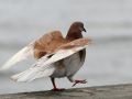Felsentaube - Rock Pigeon - Columba livia