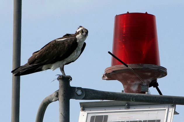 Osprey, Fischadler am Hafen von Oak Bluffs - Marthas Wineyard, Massachussetts