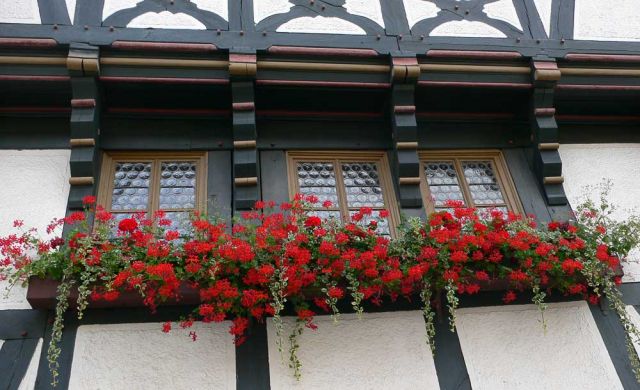 Blumenkästen und Butzenfenster am Martin-Luther-Haus - Eisenach, Thüringen