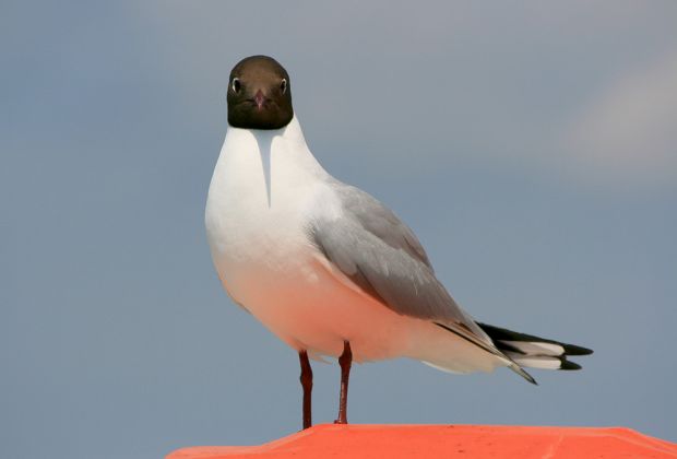Vögel in Holland 