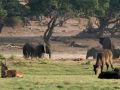 Antilopen in Afrika - Wasserböcke mit Elefanten