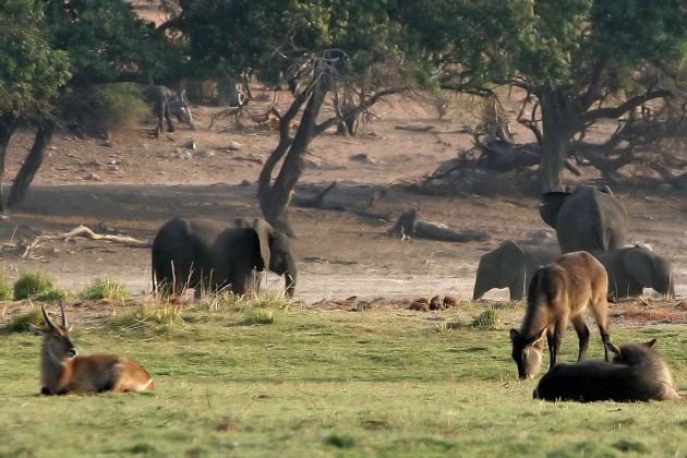 Antilopen in Afrika - Wasserböcke mit Elefanten