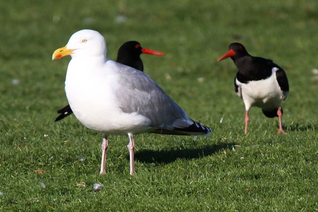 Vögel in Holland - Silbermöwe