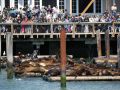 Sea Lions - die Seelöwen-Plattform am Pier 39