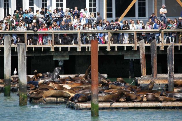 Sea Lions - die Seelöwen-Plattform am Pier 39