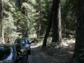 In Leggett endet der California Highway One - im Leggett Drive-Thru Tree Park