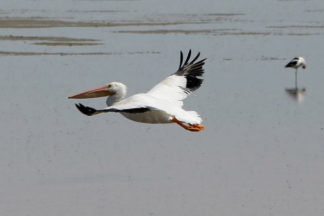 Nashorn-Pelikane - American White Pelican - Pelecanus erythrorhynchos