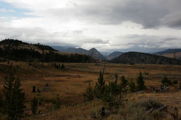 Yellowstone National Park - das Blacktail Deer Plateau 
