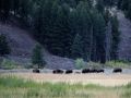 Yellowstone National Park, Wildlife - Bisons