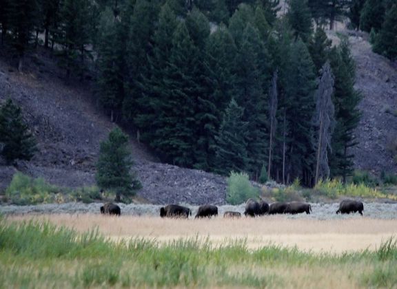 Yellowstone National Park, Wildlife - Bisons