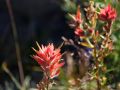 Hochgebirgs-Flora am Paradise Inn - Mount Rainier National Park