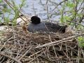 Brütendes Blässhuhn auf dem schwimmenden Reisig-Nest - Weiher des Affenberg Salem