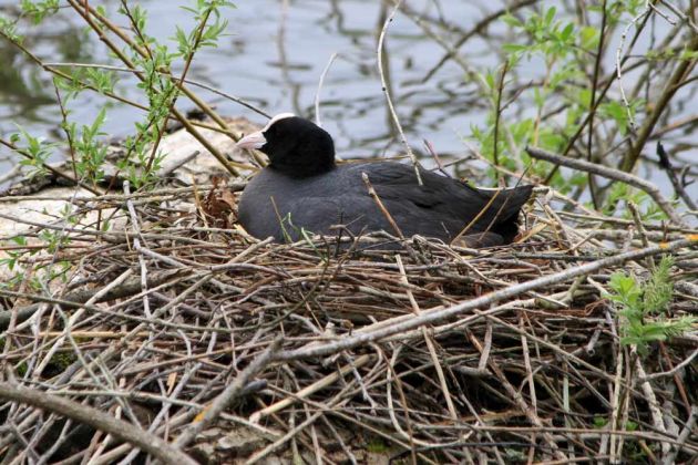 Brütendes Blässhuhn auf dem schwimmenden Reisig-Nest - Weiher des Affenberg Salem