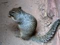 Squirrel im Zion National Park, Utah
