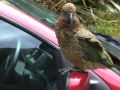 Ein Kea Berg-Papagei auf einem Parkplatz an der Milford Road