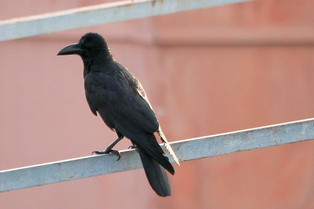 Krähendrongo – Dicrurus annectans – crow-billed drongo 