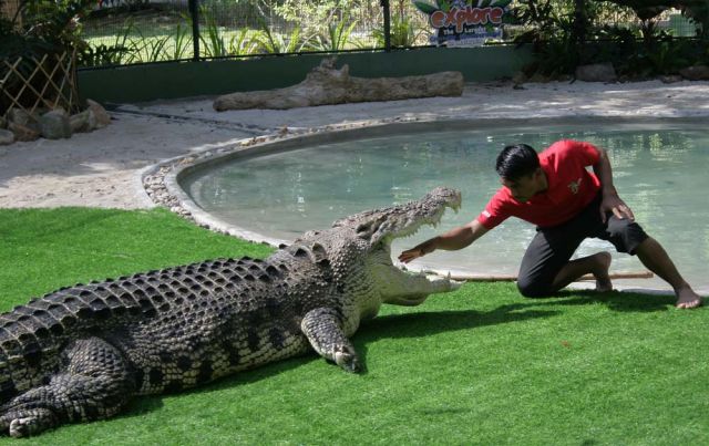 Krokodil-Show im Crocodile Adventureland Langkawi