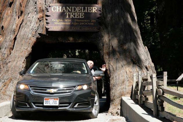 Chevrolet Impala, 3,6-Liter, 305 PS - unser Autor Helmut Möller in den Redwoods Kaliforniens