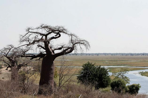 Baobab-Baüme an der Grenzstation Botswanas - Ngoma Bridge River Crossing über den Grenzfluss Kwando zwischen Botswana und Namibia