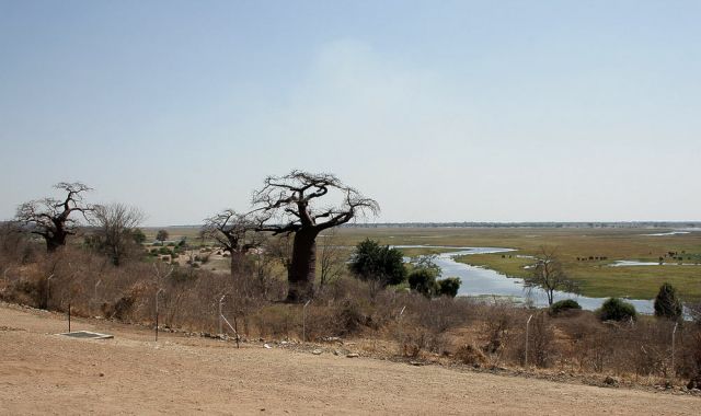 Baobab-Baüme an der Grenzstation Botswanas oberhalb des Ngoma Bridge River Crossing mit Blick auf den Kwando