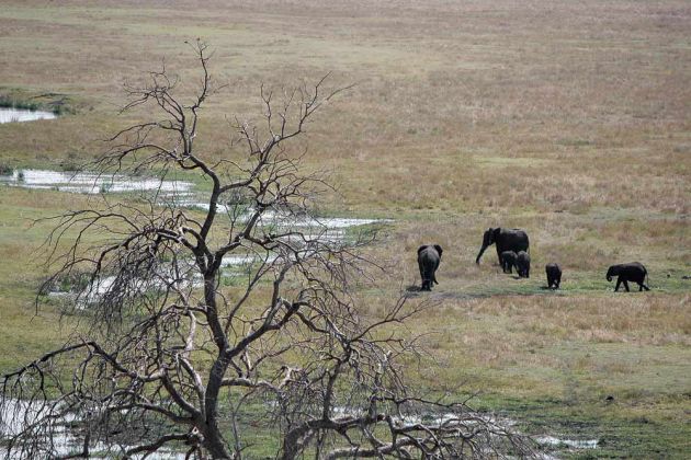 Eine Herde Afrikanischer Elefanten in den Sümpfen am Grenzfluss Kwando