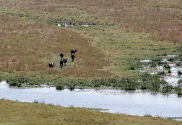 Rinder am Grenzfluss Kwando zwischen Namibia und Botswana