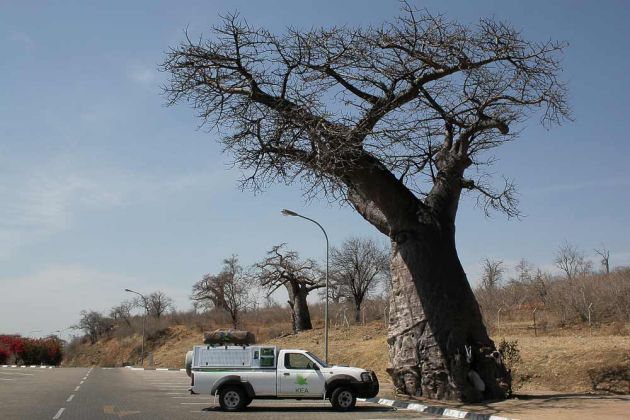 Unser Allrad-Fahrzeug vor Baobab-Baümen an der Grenzstation Botswanas -  Ngoma Bridge River Crossing