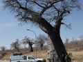 Unser Allrad-Fahrzeug vor Baobab-Baümen an der Grenzstation Botswanas -  Ngoma Bridge River Crossing