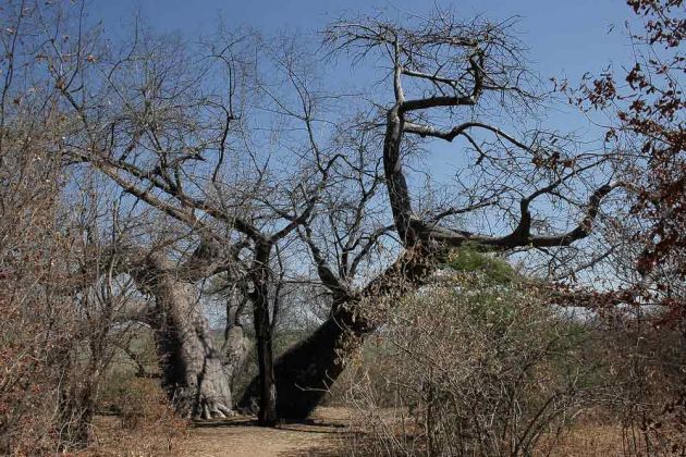 Baobab bzw. Affenbrotbaum