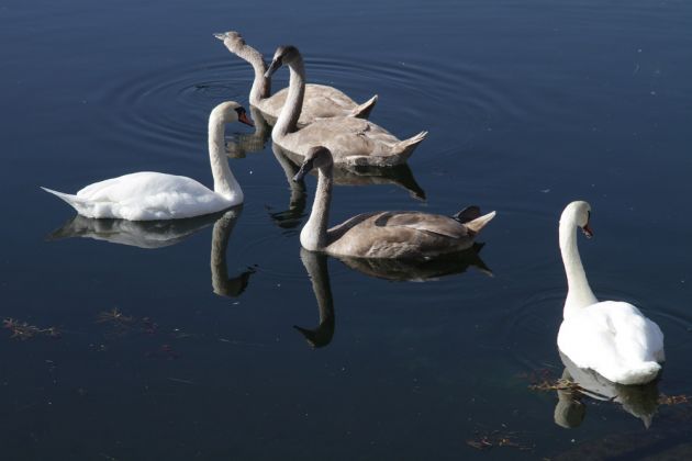 Eine Höckerschwan-Familie mit Jungvögeln im Hafenbecken von Vang - Cygnus olor