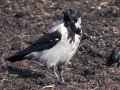 Eine Nebelkrähe auf stinkendem Seetang, Salthammer Odde - Corvus corone cornix