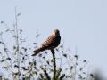 Ein weiblicher Turmfalke im Naturschutzgebiet Ølene - Falco tinnunculus