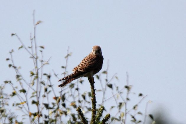 Ein weiblicher Turmfalke im Naturschutzgebiet Ølene - Falco tinnunculus