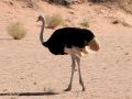 Ein Straussenvogel - Struthio camelus - im Soussusvlei in der Namibwüste, Namibia