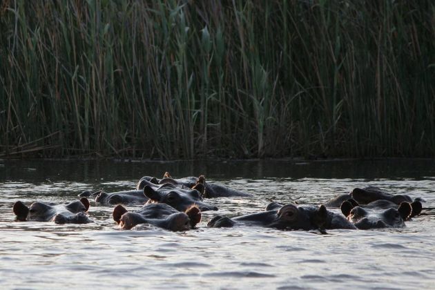 Eine Herde afrikanischer Flusspferde - Hippopotamus amphibius - in den Schilfsümpfen am Kwando-River im Caprivi-Strip im Norden Namibias Eine Herde afrikanischer Flusspferde - Hippopotamus amphibius - in den Schilfsümpfen am Kwando-River im Caprivi-Strip im Norden Namibias
