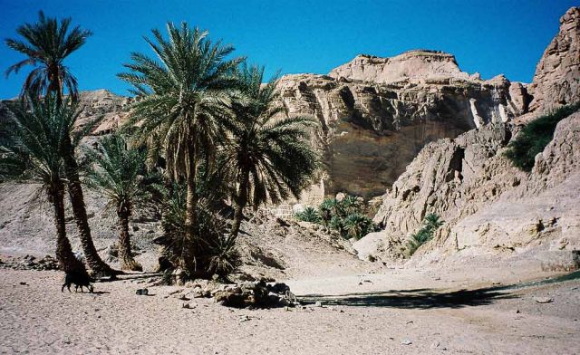 Die Wüste auf der Halbinsel Sinai in Ägypten - in der Oase Ain Hudra