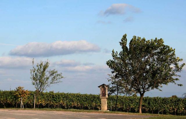 Weinreise in die Pfalz - Weingärten von Maikammer