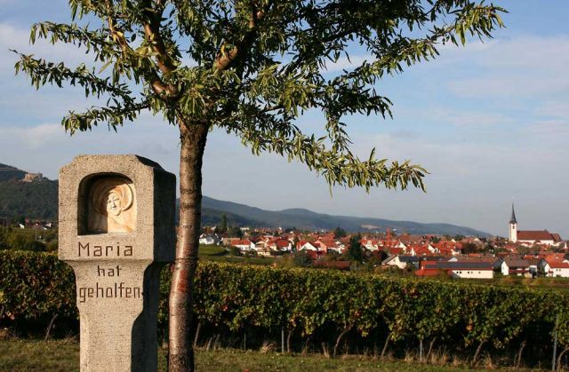 Weinreise in die Pfalz - Weingärten von Maikammer