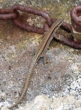 Cap Fréhel - eine Eidechse Cap Fréhel - eine Eidechse