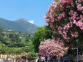 Toscolano-Maderno - blühende Oleanderbäume an der Promenade von Maderno