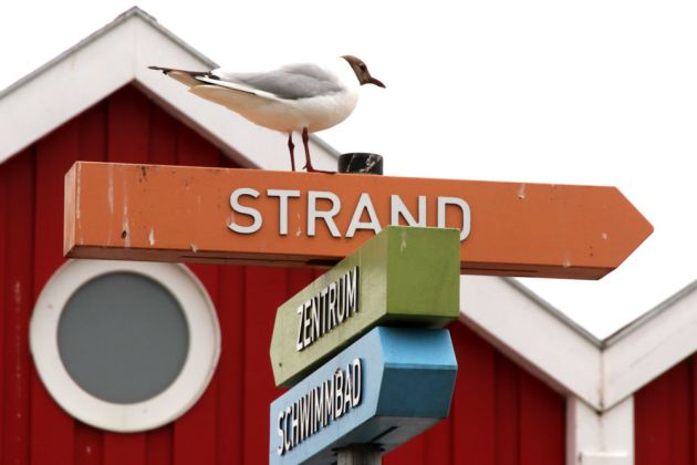 Die Nordseeinsel Langeoog - die kleine Lachmöwe zeigt es... da geht es zum Strand Die Nordseeinsel Langeoog - die kleine Lachmöwe zeigt es... da geht es zum Strand