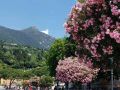 Toscolano-Maderno an der Riviera Bresciana des Gardasees - blühende Oleanderbäume an der Promenade von Maderno
