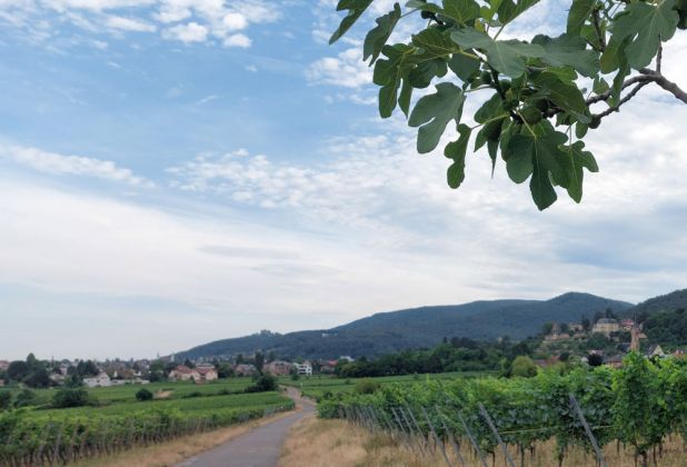 Neustadt an der Weinstrasse - die Weingärten im Neustädter Ortsteil Haardt Neustadt an der Weinstrasse - die Weingärten im Neustädter Ortsteil Haardt